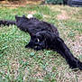 black_cat, cat, pet, animal, outdoor, grass, laying_down, stretching, feline, yellow_eyes, nature, fur, relaxed, close_up, blurred_background, garden, summer, domestic_cat, whiskers, playful