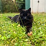 black_cat, grass, outdoor, animal, pet, feline, nature, blurred_background, greenery, relaxing, lying_down, close_up, whiskers, ears, muzzle, flora, garden, soft_focus, daylight, peaceful
