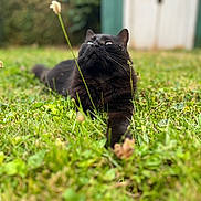 Ramsey a rejoint le concours — aidez-le/la à gagner de superbes lots ! cat, black_cat, grass, outdoor, nature, animal, pet, feline, whiskers, relaxing, greenery, blurred_background, garden, curious, laying_down, fur, close_up, daylight, peaceful, wildflower
