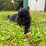 cat, black_cat, grass, outdoor, nature, animal, pet, feline, whiskers, relaxing, greenery, blurred_background, garden, curious, laying_down, fur, close_up, daylight, peaceful, wildflower