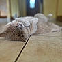 Mimi participe au concours pour gagner de l'argent avec cette photo : cat, lying_down, relaxed, sleeping, fluffy, indoors, tile_floor, pet, animal, fur, whiskers, close_up, resting, cute, domestic, quiet, peaceful, soft, calm, nap