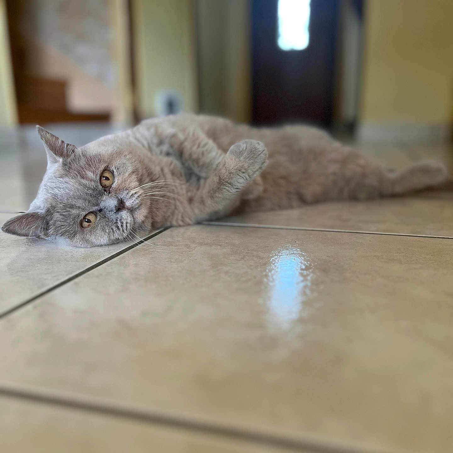 Mimi participe au concours pour gagner de l'argent avec cette photo : animal, blurred_background, cat, closeup, domestic_animal, door, ears, eyes, feline, floor, fur, gray_cat, home, indoor, lying_down, pet, relaxed, resting, tile_floor, whiskers