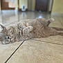 Mimi participe au concours pour gagner de l'argent avec cette photo : cat, feline, indoor, tile_floor, relaxed, sleeping, pet, fur, whiskers, animal, cute, domestic, cozy, blurred_background, resting, mammal, home, lazy, soft, adorable