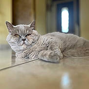 Mimi a rejoint le concours — aidez-le/la à gagner de superbes lots ! cat, gray_cat, feline, pet, indoor, floor, tile_floor, relaxed, lying_down, whiskers, ears, fur, close_up, blurred_background, domestic_animal, mammal, animal, resting, home, chair_leg