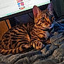 Freyja participe au concours pour gagner de l'argent avec cette photo : bed, blanket, cat, closeup, computer, cozy, ears, eyes, feline, furniture, home, indoor, monitor, pet, portrait, resting, screen, stripes, tabby_cat, whiskers