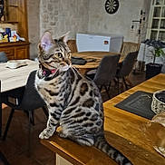 Freyja a rejoint le concours — aidez-le/la à gagner de superbes lots ! bengal_cat, cabinet, cat, chair, collar, countertop, dartboard, dining_table, furniture, indoor, kitchen, pet, pet_bowl, plant, portrait, sitting, tail, tile_floor, whiskers, wooden_counter