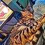 Freyja a rejoint le concours — aidez-le/la à gagner de superbes lots ! bengal_cat, blanket, carpet, cat, controller, cozy, curled_up, desk, fur, gaming_pc, home, indoor, monitor, nap, pet, rgb_lighting, sleeping_cat, speaker, striped_fur, tail