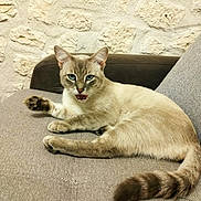 Ash a rejoint le concours — aidez-le/la à gagner de superbes lots ! abyssinian, angora, animal, cat, chair, couch, cushion, egyptiancat, furniture, homedecor, kitten, linen, manx, pet, siamese