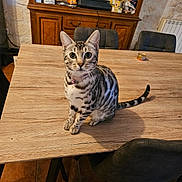 Yuna a rejoint le concours — aidez-le/la à gagner de superbes lots ! bell, big_eyes, cabinet, can, cat, chair, collar, curious, dining_table, floor_tiles, furniture, indoor, kitchen, looking_at_camera, pet, shadow, sitting, striped_fur, tabby_cat, wooden_table