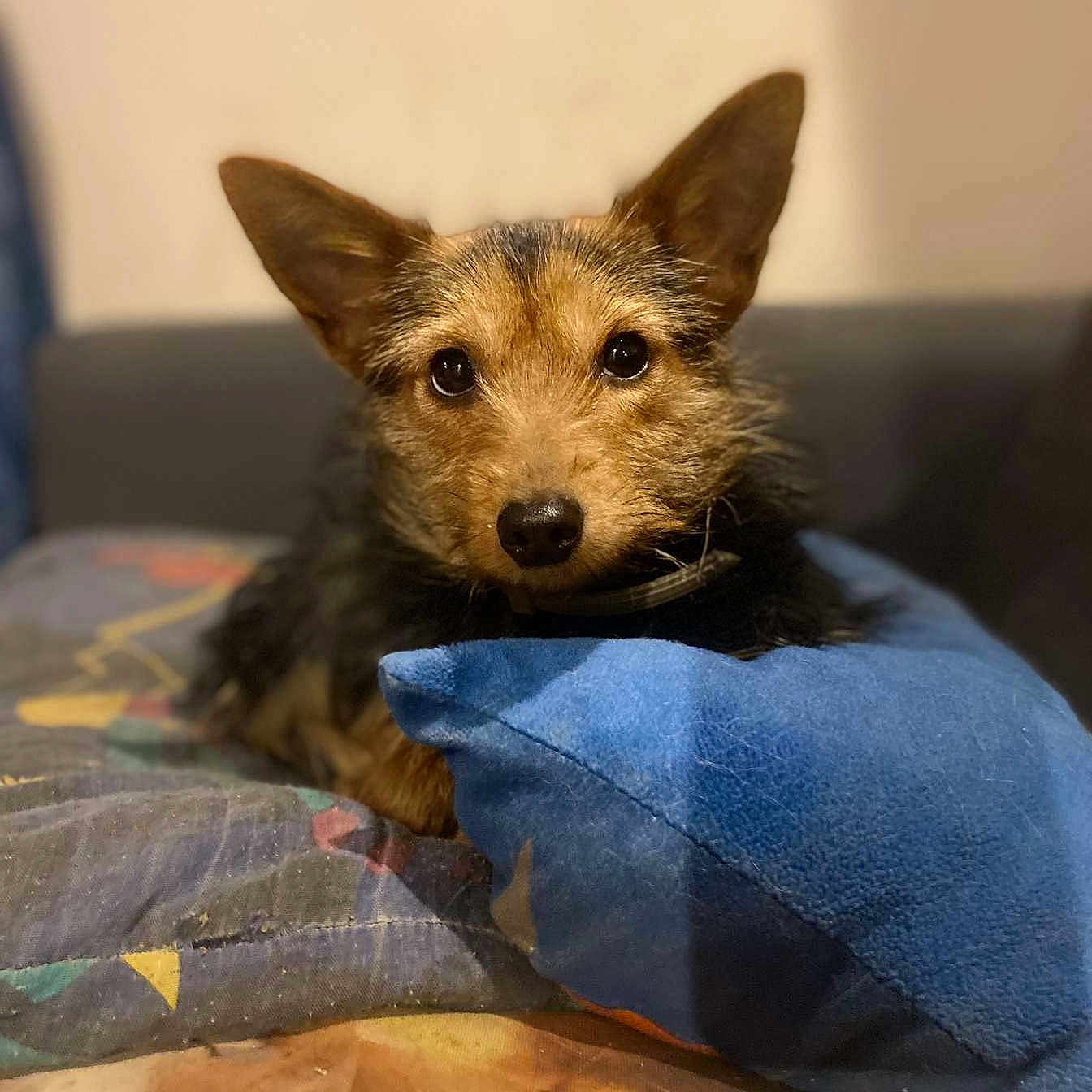 Ulyana participe au concours pour gagner de l'argent avec cette photo : airedale, animal, blanket, canine, cushion, dog, dogbed, furniture, homedecor, pet, puppy, terrier