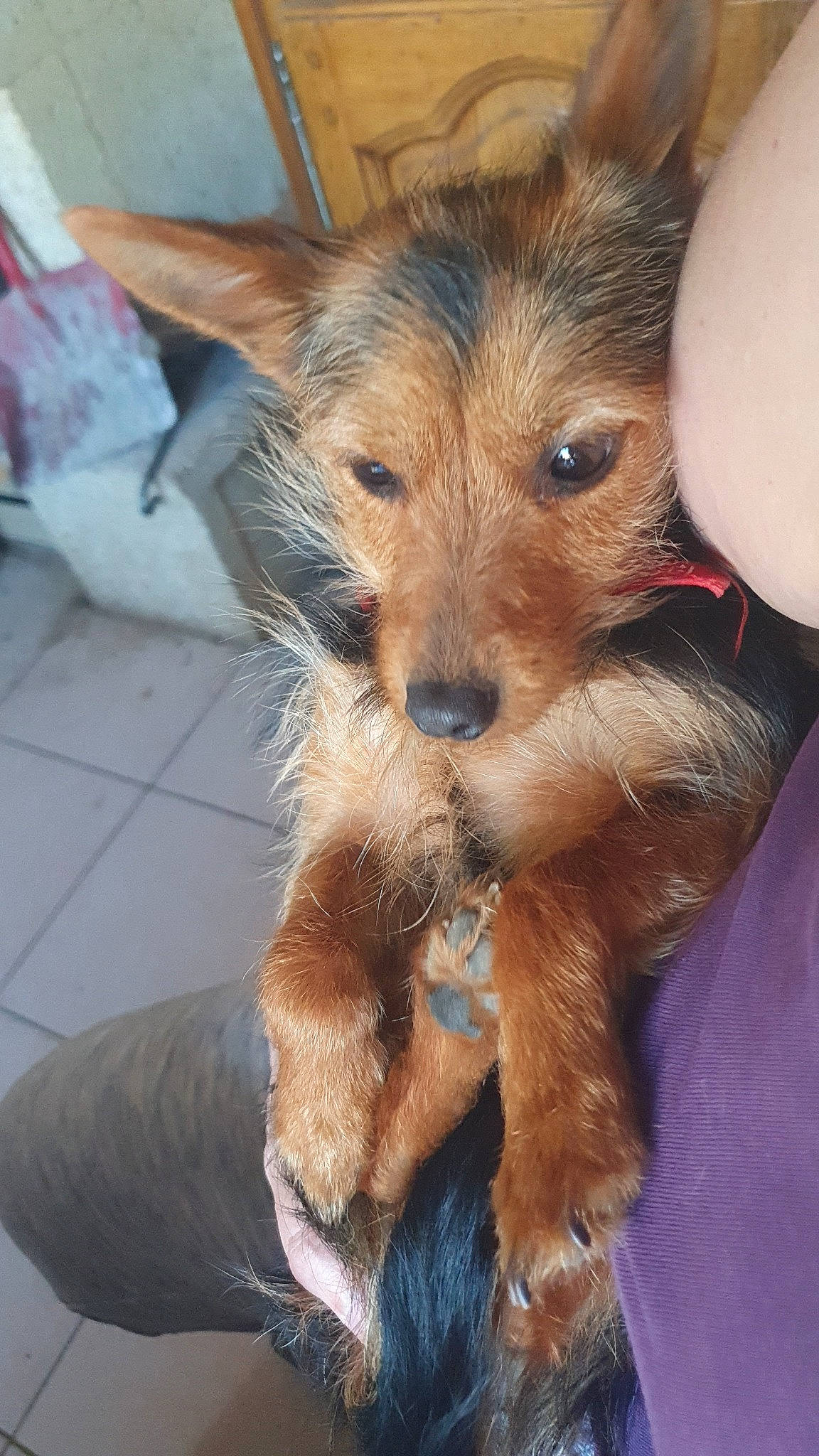 Ulyana a rejoint le concours — aidez-le/la à gagner de superbes lots ! australian_terrier, biewer_terrier, canidae, carnivore, companion_dog, dog, dog_breed, ear, fawn, fur, liver, small_terrier, snout, sporting_group, terrier, toy_dog, whiskers, working_animal, yorkipoo, yorkshire_terrier