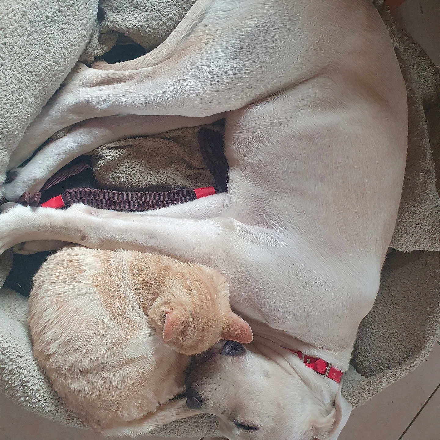 Ulane a rejoint le concours — aidez-le/la à gagner de superbes lots ! animal, bed, blanket, bulldog, canine, cat, chair, couch, dog, furniture, homedecor, hound, indoors, labradorretriever, linen, person, pet, pitbull, puppy, sleeping