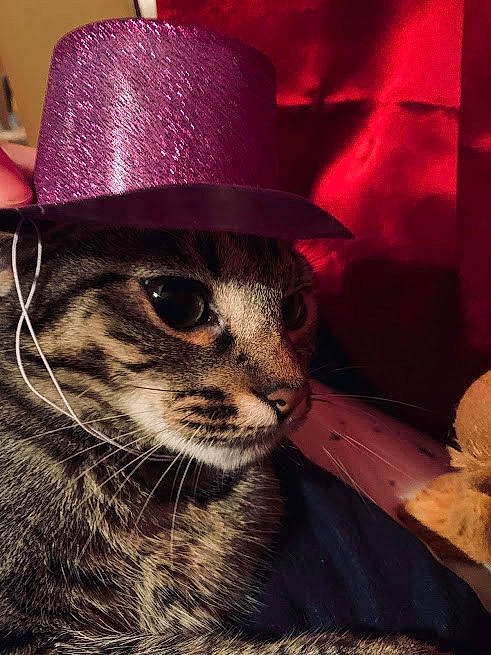Button joined the competition — help win amazing prizes! american_shorthair, asian, carnivore, cat, fedora, felidae, hat, headgear, kitten, small_to_medium_sized_cats, snout, whiskers