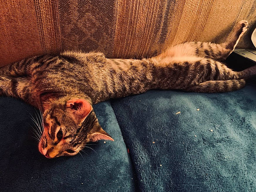 Button joined the competition — help win amazing prizes! asian, bengal, california_spangled, carnivore, cat, domestic_short_haired_cat, dragon_li, egyptian_mau, european_shorthair, felidae, fur, leg, ocicat, pixie_bob, small_to_medium_sized_cats, tabby_cat, tail, toyger, whiskers, wood