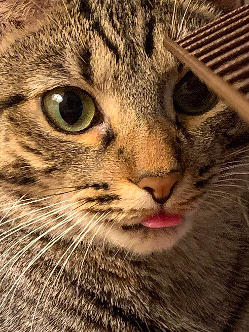 Button is registered to the contest to win money with this photo: aegean_cat, american_shorthair, asian, carnivore, cat, close_up, domestic_short_haired_cat, dragon_li, european_shorthair, eye, felidae, mammal, nose, ocicat, pixie_bob, small_to_medium_sized_cats, snout, tabby_cat, whiskers, wild_cat