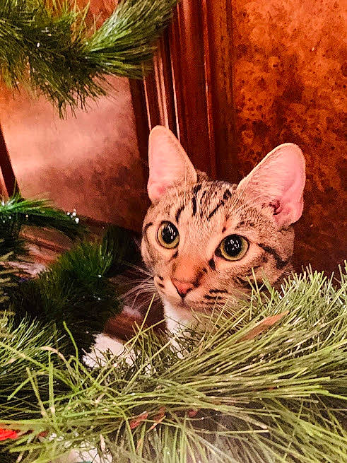 Button is registered to the contest to win money with this photo: asian, bengal, carnivore, cat, domestic_short_haired_cat, european_shorthair, fawn, felidae, grass, grass_family, kitten, plant, small_to_medium_sized_cats, tabby_cat, tree, whiskers