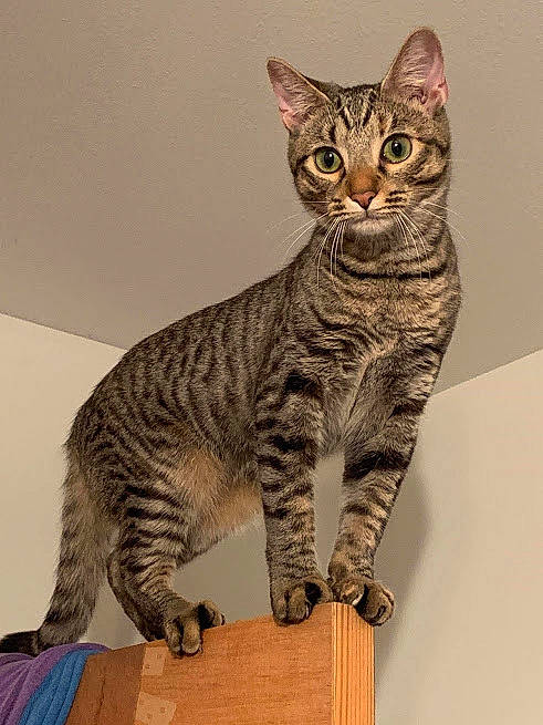 Button is registered to the contest to win money with this photo: arabian_mau, asian, australian_mist, california_spangled, carnivore, cat, domestic_short_haired_cat, dragon_li, egyptian_mau, european_shorthair, felidae, mammal, ocicat, savannah, small_to_medium_sized_cats, sokoke, tabby_cat, toyger, vertebrate, whiskers