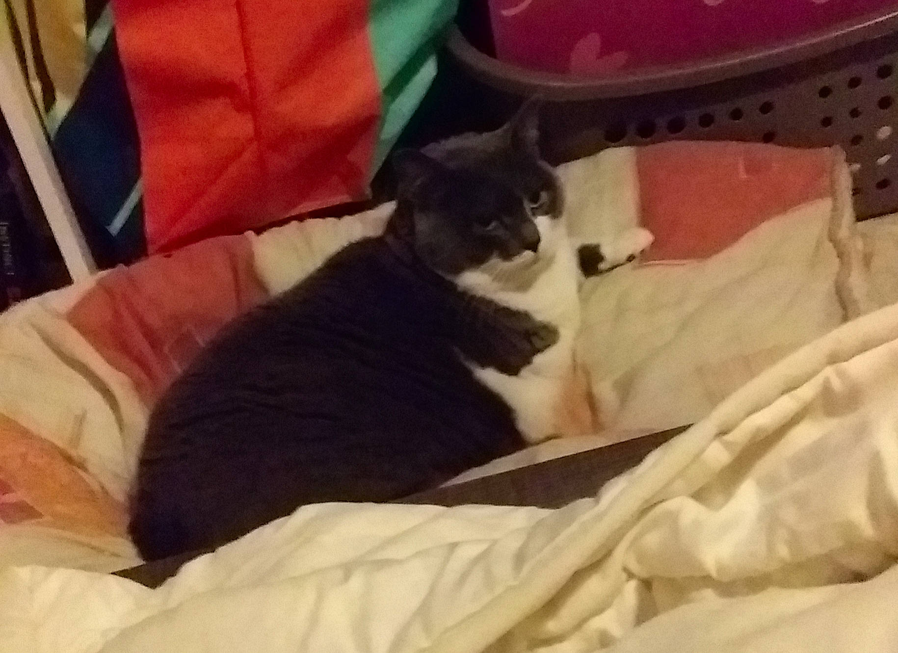 Joly participe au concours pour gagner de l'argent avec cette photo : black_cat, carnivore, cat, comfort, domestic_short_haired_cat, felidae, kitten, mammal, nap, small_to_medium_sized_cats, snout, whiskers