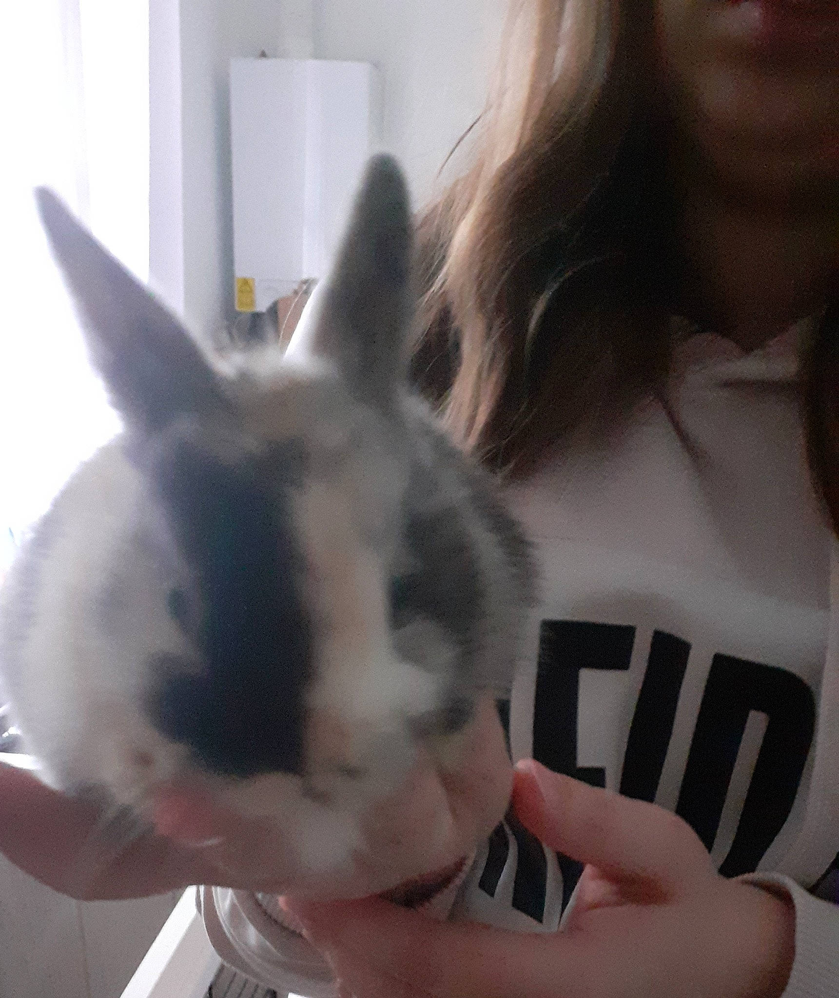 Yuki a rejoint le concours — aidez-le/la à gagner de superbes lots ! domestic_rabbit, ear, easter_bunny, finger, gesture, hand, nose, rabbit, rabbits_and_hares, skin, snout, whiskers