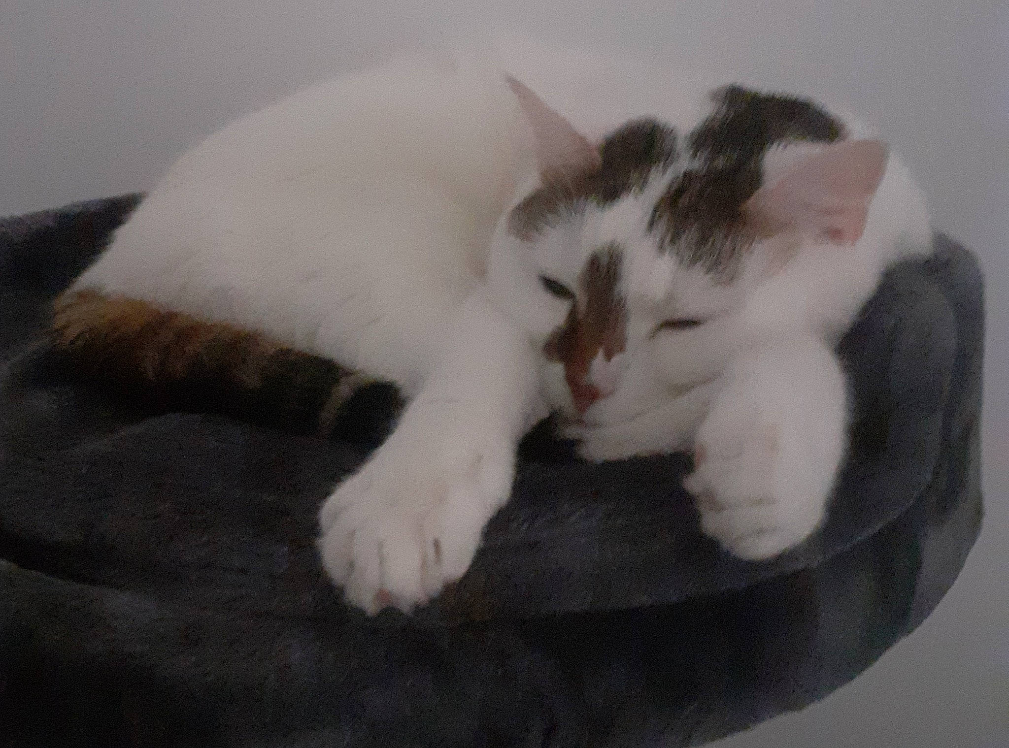 Maena participe au concours pour gagner de l'argent avec cette photo : carnivore, cat, cat_bed, claw, felidae, fur, kitten, mammal, nap, norwegian_forest_cat, paw, polydactyl_cat, small_to_medium_sized_cats, tail, whiskers