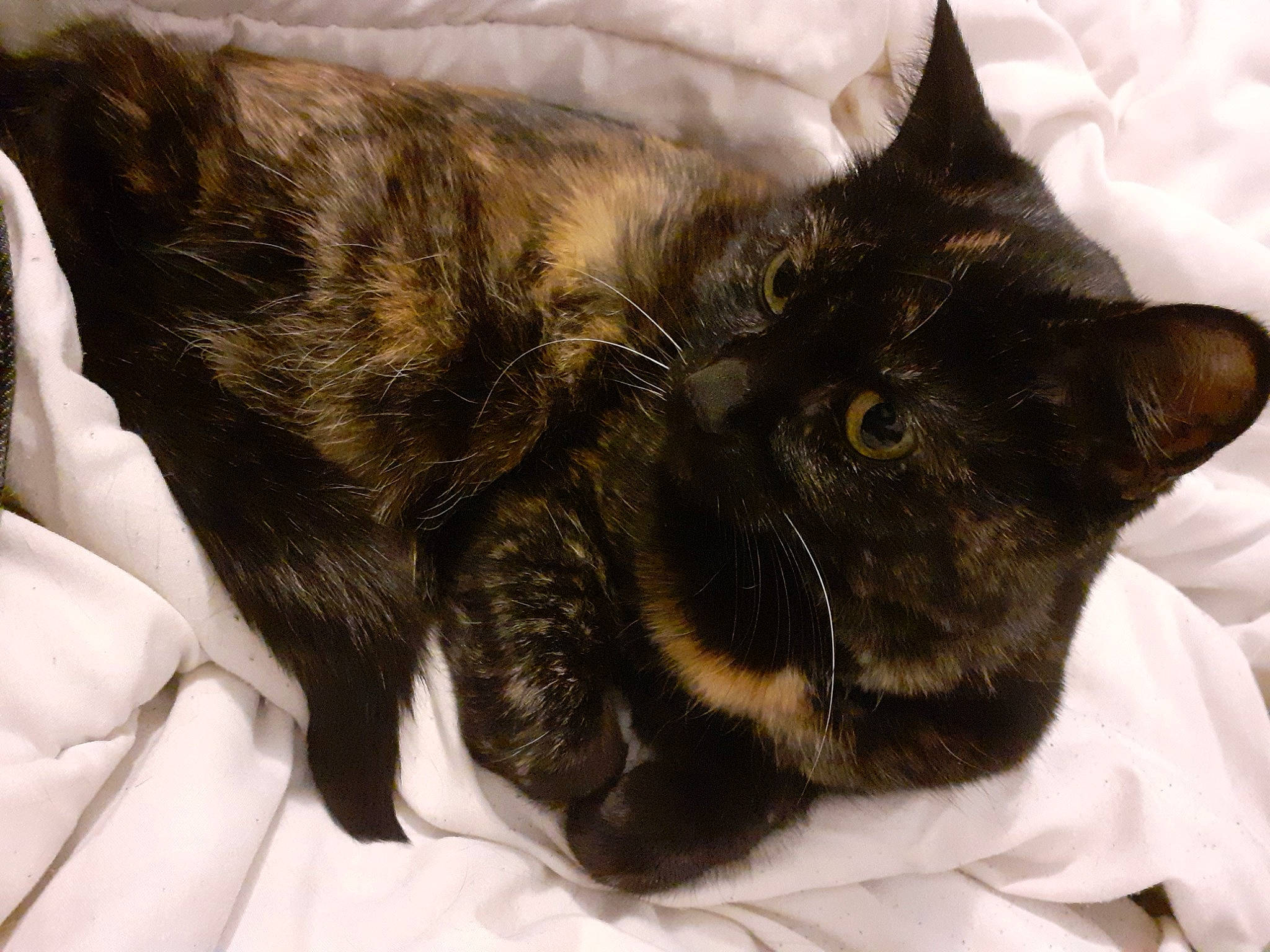 Moumouche a rejoint le concours — aidez-le/la à gagner de superbes lots ! asian, black_cat, burmese, carnivore, cat, claw, domestic_long_haired_cat, domestic_short_haired_cat, ear, eye, felidae, fur, german_rex, havana_brown, mammal, nap, small_to_medium_sized_cats, snout, tail, whiskers