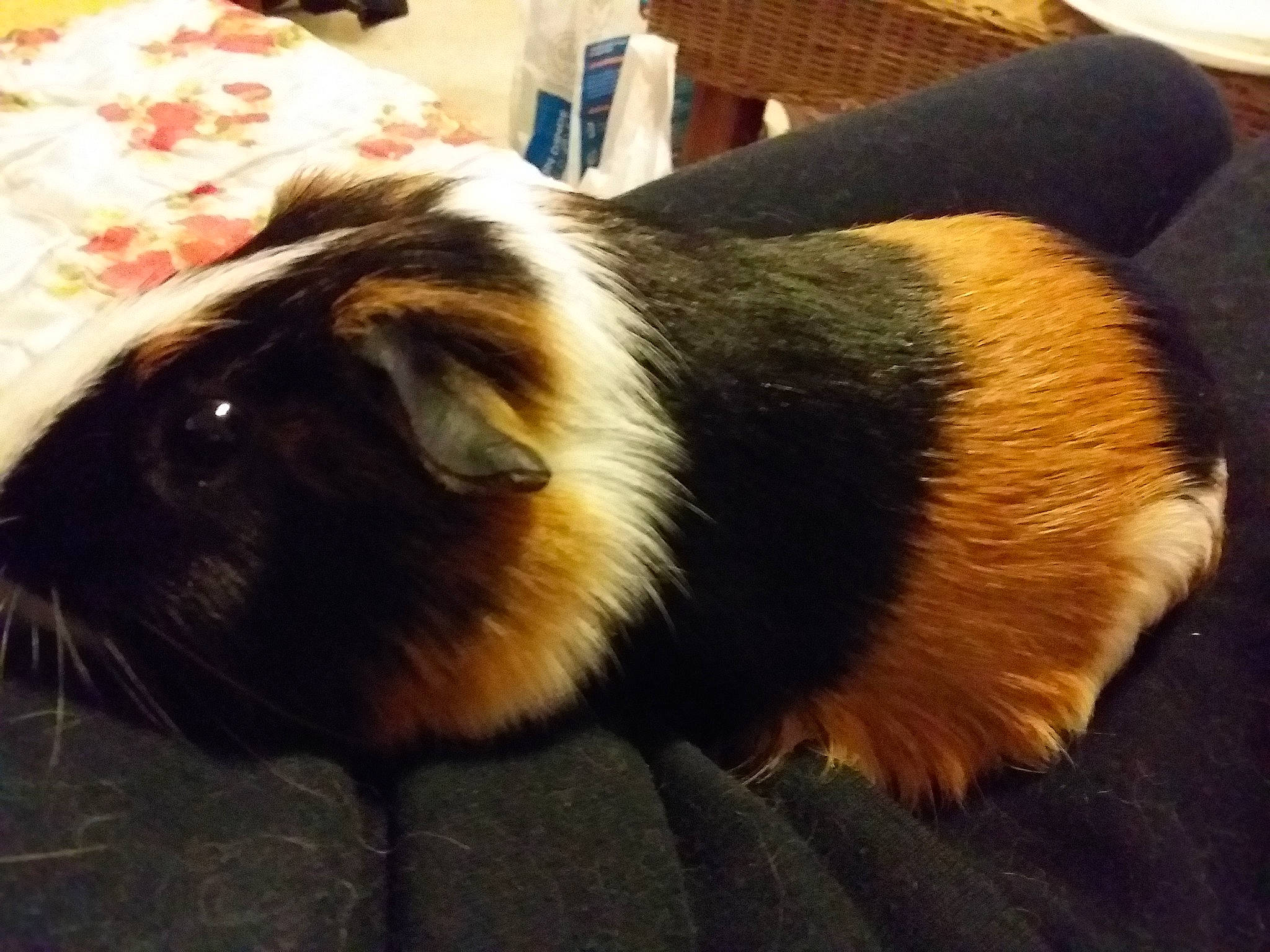 Flach participe au concours pour gagner de l'argent avec cette photo : canidae, carnivore, companion_dog, dog, dog_breed, ear, fawn, fur, guinea_pig, mammal, puppy, puppy_love, rodent, tail, vertebrate