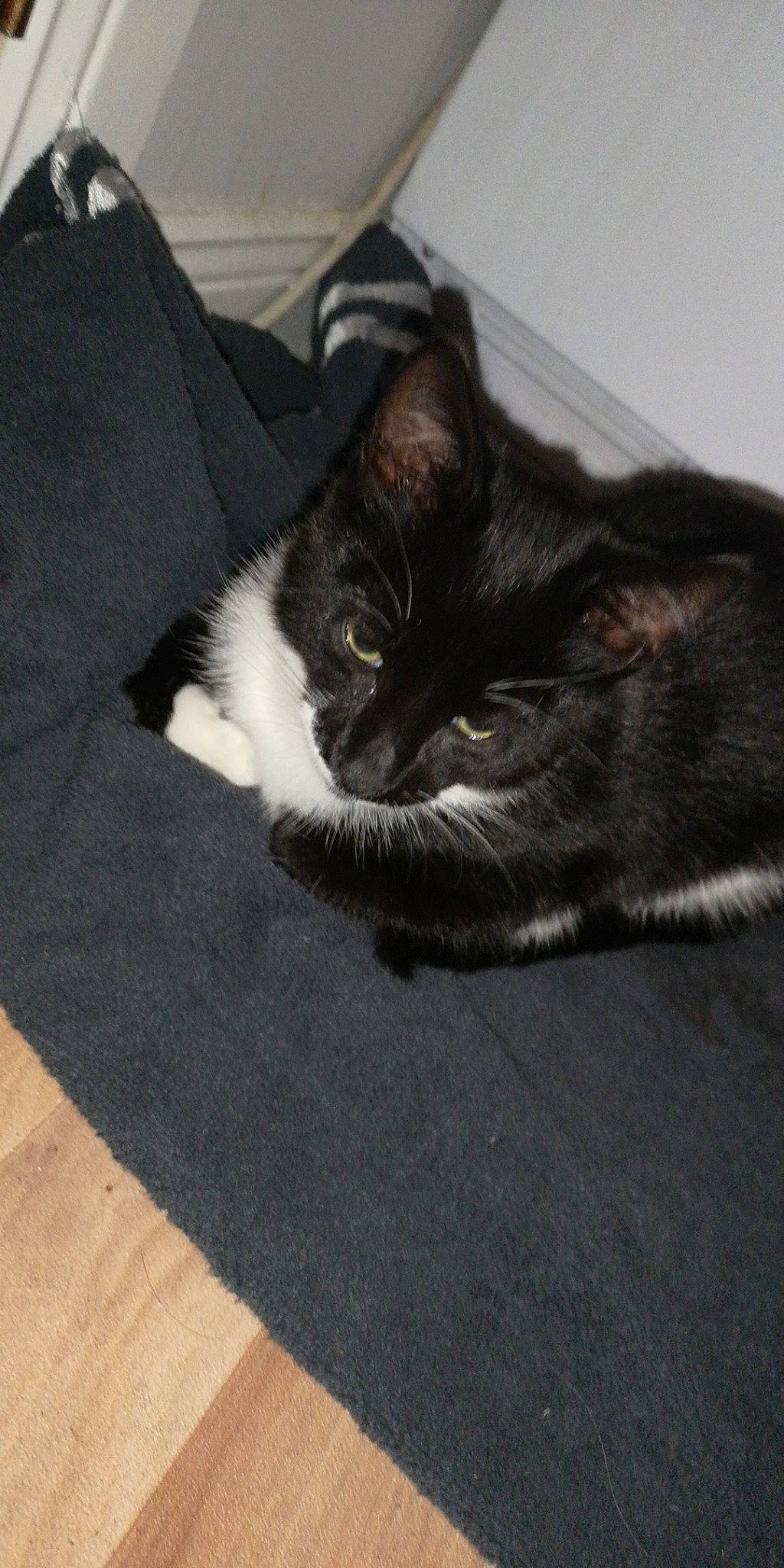 Blackjack joined the competition — help win amazing prizes! asian, black_cat, carnivore, cat, domestic_short_haired_cat, ear, european_shorthair, felidae, fur, kitten, nap, norwegian_forest_cat, paw, polydactyl_cat, small_to_medium_sized_cats, snout, tail, whiskers