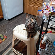 Sage joined the competition — help win amazing prizes! calendar, cat, collar, curious, domestic_animal, door, floor, flooring, furniture, household_items, indoor, kitchen, metal_rack, pet, plastic, refrigerator, sitting, stool, striped_rug, tabby_cat