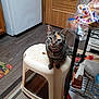calendar, cat, collar, curious, domestic_animal, door, floor, flooring, furniture, household_items, indoor, kitchen, metal_rack, pet, plastic, refrigerator, sitting, stool, striped_rug, tabby_cat
