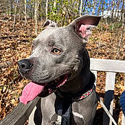 Bruno is registered to the contest to win money with this photo: dog, gray_dog, pitbull, bench, outdoor, autumn, leaves, forest, sunlight, happy, tongue_out, ears_up, pet, canine, nature, daylight, wood, collar, leash, smiling