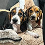 puppies, beagle, dog, pet, animal, cute, fluffy, blanket, car_seat, fur, ears, nose, whiskers, young, lying_down, domestic_animal, portrait, companion, two, closeup