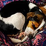 dog, sleeping, beagle, curled_up, paw, blanket, patterned, cozy, resting, fur, pet, close_up, indoor, cute, animal, colorful, soft, napping, peaceful, relaxed