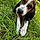 Dixie