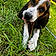 Dixie
