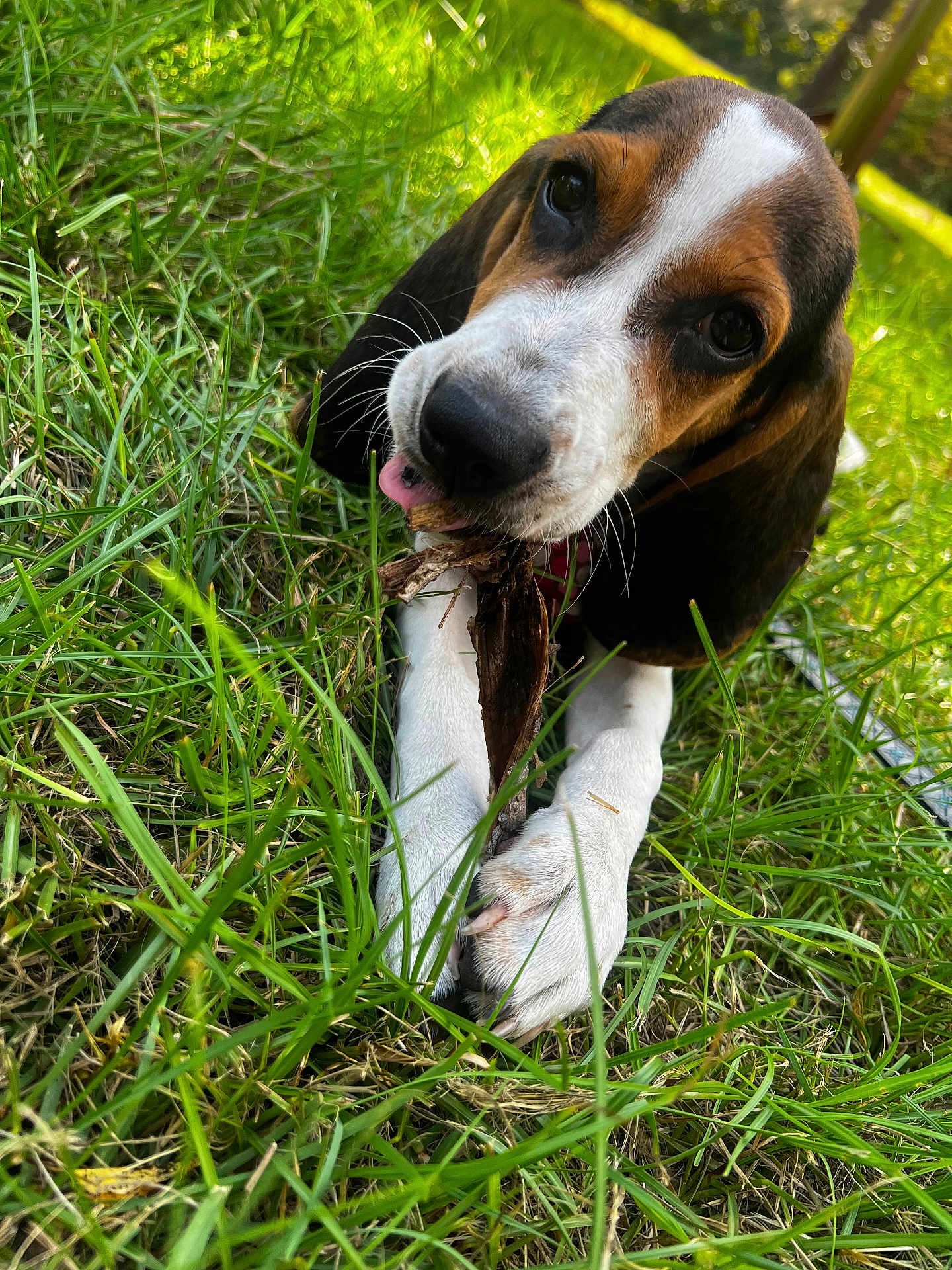 Dixie