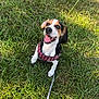 dog, beagle, puppy, grass, outdoor, leash, harness, smiling, happy, pet, animal, nature, sunlight, ears, tongue, sitting, cute, playful, green, daylight