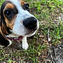 dog, puppy, close_up, outdoor, grass, black_nose, curious, pet, animal, whiskers, ears, collar, brown, white, black, snout, young, nature, cute, playful