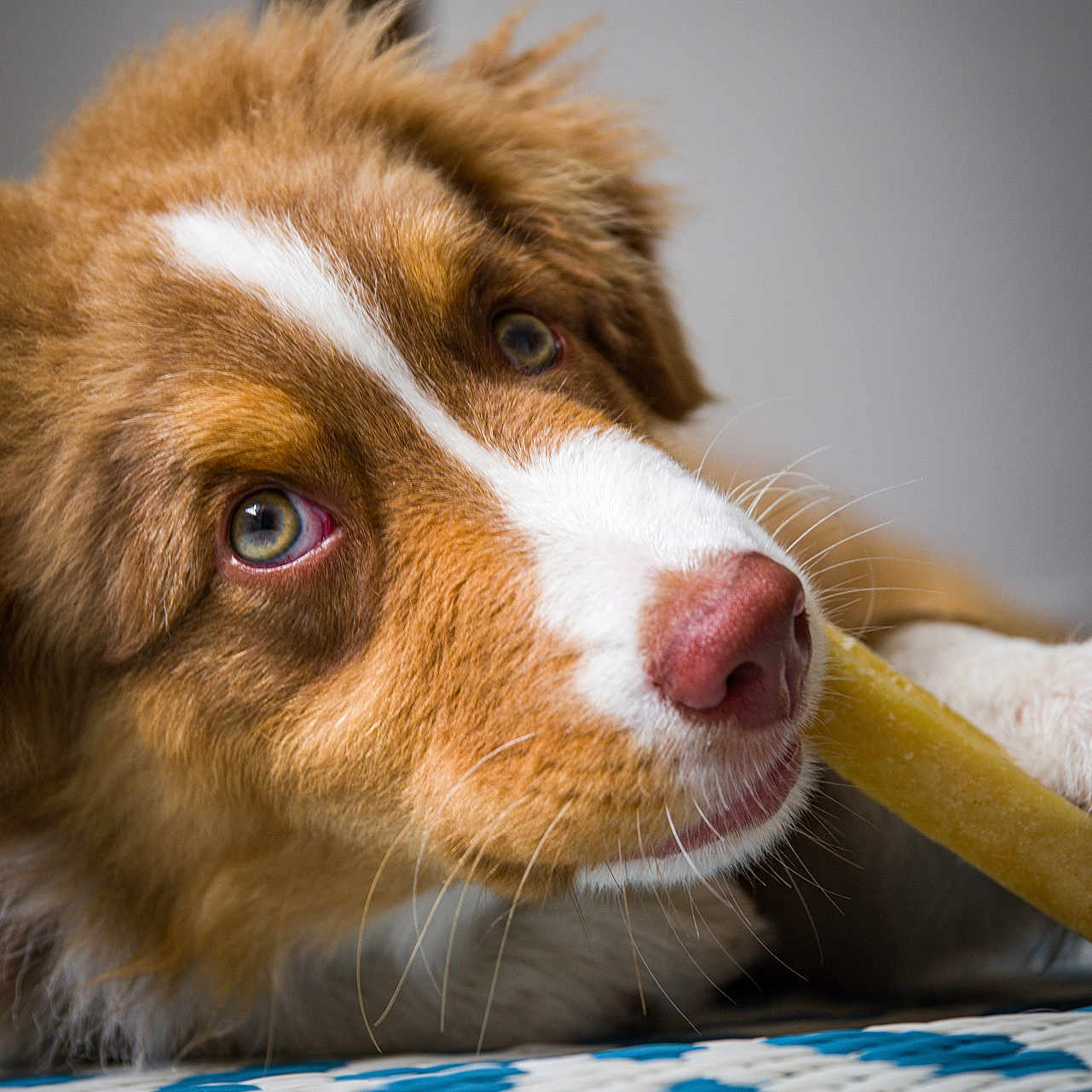 Wisdom a rejoint le concours — aidez-le/la à gagner de superbes lots ! animal, bone, brown, canine, chewing, close_up, companion, cute, dog, domestic, ears, focused, fur, indoor, lying_down, pet, portrait, snout, whiskers, white