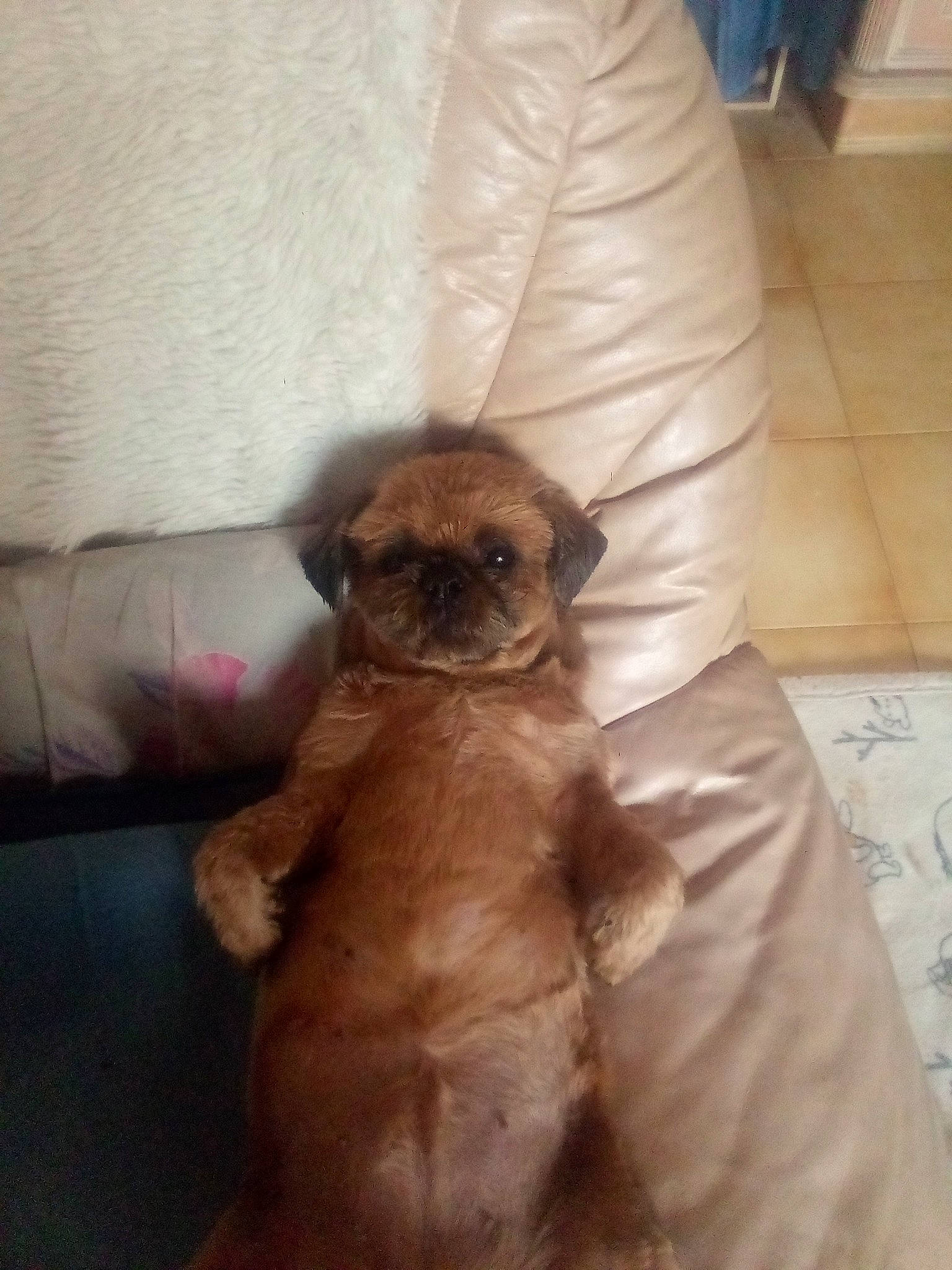 Harmony a rejoint le concours — aidez-le/la à gagner de superbes lots ! canidae, carnivore, comfort, companion_dog, dog, dog_breed, dog_supply, fawn, flooring, fur, liver, paw, pet_supply, puppy, snout, sporting_group, tail, toy_dog, whiskers, working_animal