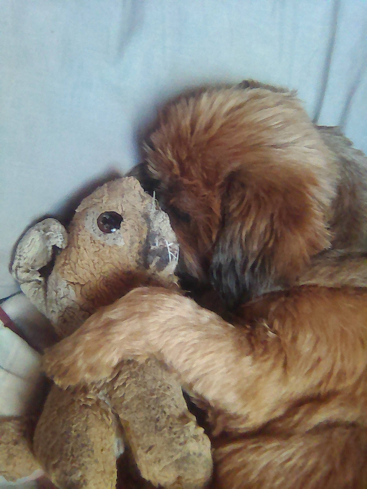 Harmony participe au concours pour gagner de l'argent avec cette photo : bed, canidae, carnivore, claw, comfort, companion_dog, dog_breed, fawn, fur, liver, paw, pet_supply, plush, snout, sporting_group, stuffed_toy, terrestrial_animal, toy, whiskers, working_animal