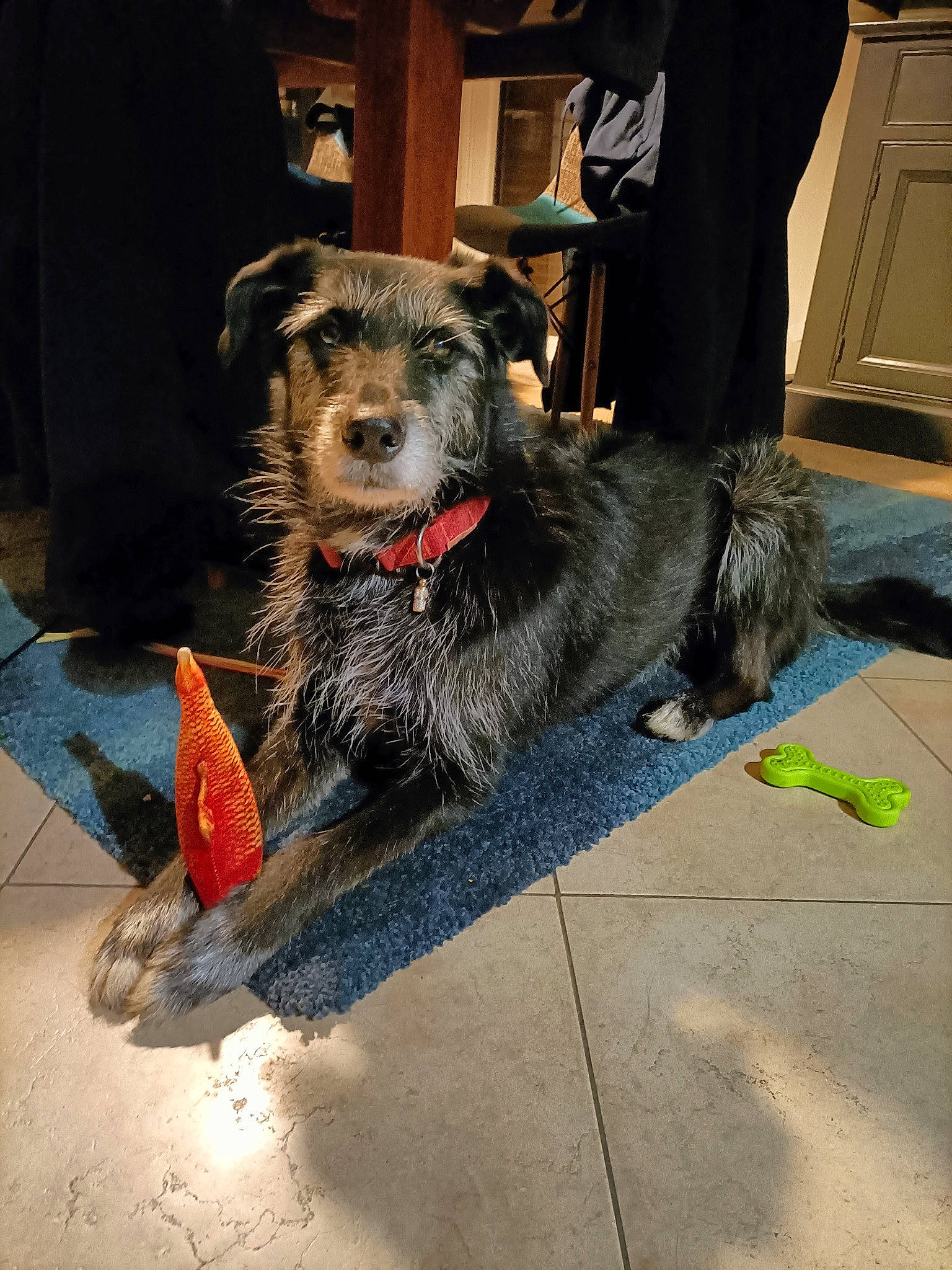 Indie participe au concours pour gagner de l'argent avec cette photo : canidae, carnivore, claw, collar, companion_dog, dog, dog_breed, dog_collar, flooring, fur, leash, road_surface, small_terrier, snout, sporting_group, terrier, water_dog, working_animal, working_dog, working_terrier