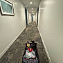 Pinky is registered to the contest to win money with this photo: hallway, cats, wagon, pet_harness, collar, floor, door, wall, framed_picture, indoor, animal, pet, carpet, lighting, empty_hallway, two_animals, leash, bag, walking, grey_floor