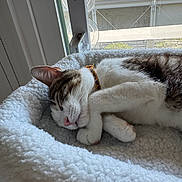 Pinky is registered to the contest to win money with this photo: cat, sleeping, tabby, indoor, pet, feline, cozy, window, daylight, fluffy_bed, pink_nose, white_fur, paws, relaxed, domestic_animal, collar, cute, resting, soft_texture, houseplant