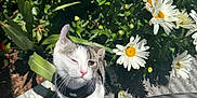 Pinky is registered to the contest to win money with this photo: cat, pet, winking, harness, flower, daisy, garden, greenery, sunlight, outdoor, plant, leaf, nature, white, pink, playful, animal, cute, feline, spring