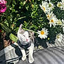 cat, pet, winking, harness, flower, daisy, garden, greenery, sunlight, outdoor, plant, leaf, nature, white, pink, playful, animal, cute, feline, spring