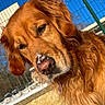 dog, golden_retriever, snow, outdoor, fence, sunlight, blue_sky, pet, animal, portrait, winter, canine, closeup, fur, nature, daylight, muzzle, ears, nose, expression