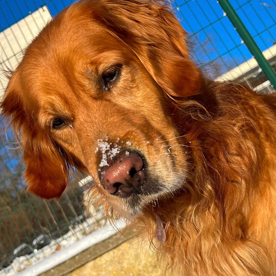 Ocea participe au concours pour gagner de l'argent avec cette photo : dog, golden_retriever, snow, outdoor, fence, sunlight, blue_sky, pet, animal, portrait, winter, canine, closeup, fur, nature, daylight, muzzle, ears, nose, expression