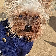 Minnie participe au concours pour gagner de l'argent avec cette photo : dog, small_dog, scruffy_fur, blue_sweater, outdoor, sunny, concrete, pet, animal, fur, ears, nose, paws, cat_in_background, relaxed_cat, shadow, daylight, cute, companion, domestic_animal