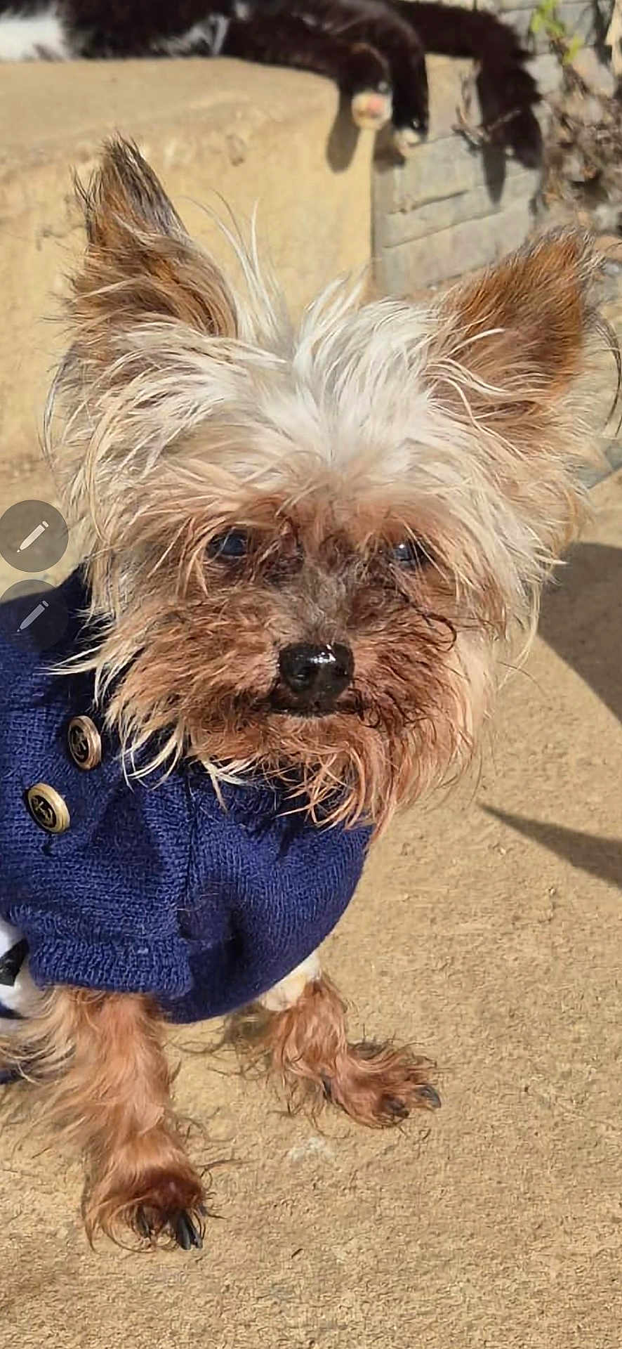 Minnie participe au concours pour gagner de l'argent avec cette photo : dog, small_dog, scruffy_fur, blue_sweater, outdoor, sunny, concrete, pet, animal, fur, ears, nose, paws, cat_in_background, relaxed_cat, shadow, daylight, cute, companion, domestic_animal