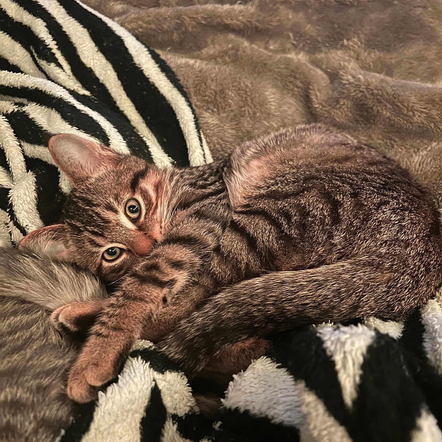 Thunder a rejoint le concours — aidez-le/la à gagner de superbes lots ! abyssinian, animal, blanket, cat, clothing, couch, fur, furniture, homedecor, kitten, manx, ocelot, person, pet, quilt, siamese, sleeping, zebra